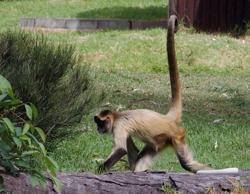 Spider monkey