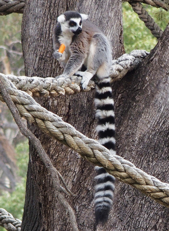 Ring-tailed Lemur