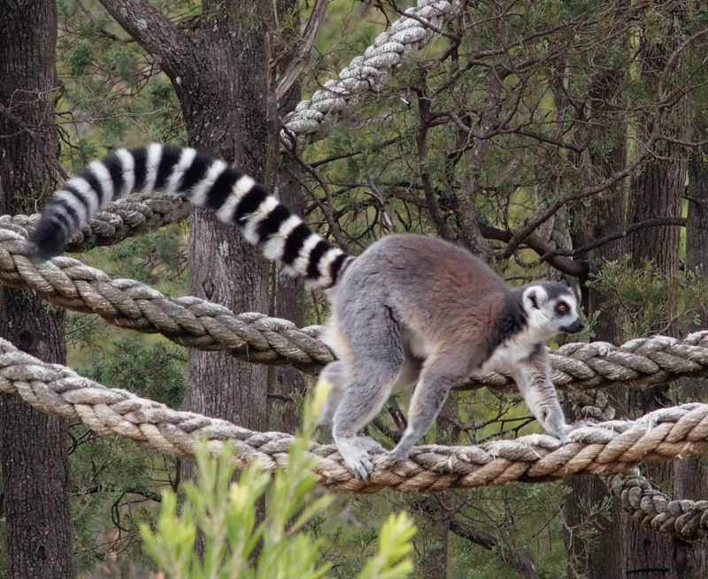 Ring-tailed Lemur