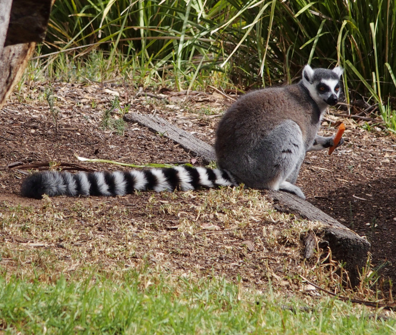 Ring-tailed Lemur
