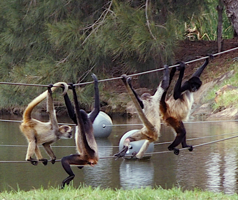 Spider monkeys as acrobats