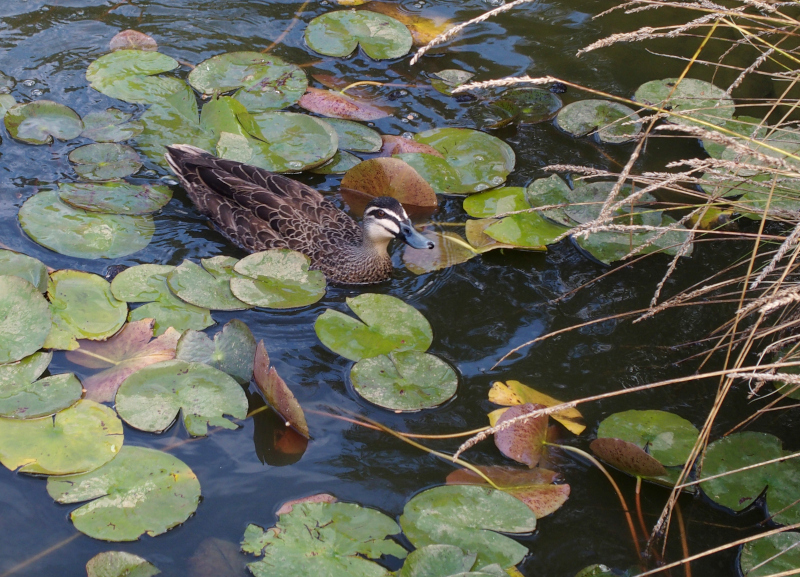 Black duck