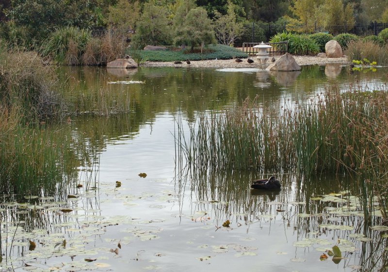 Japanese Garden