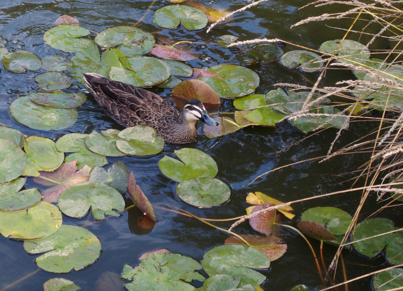 Duck in a Japanese Garden