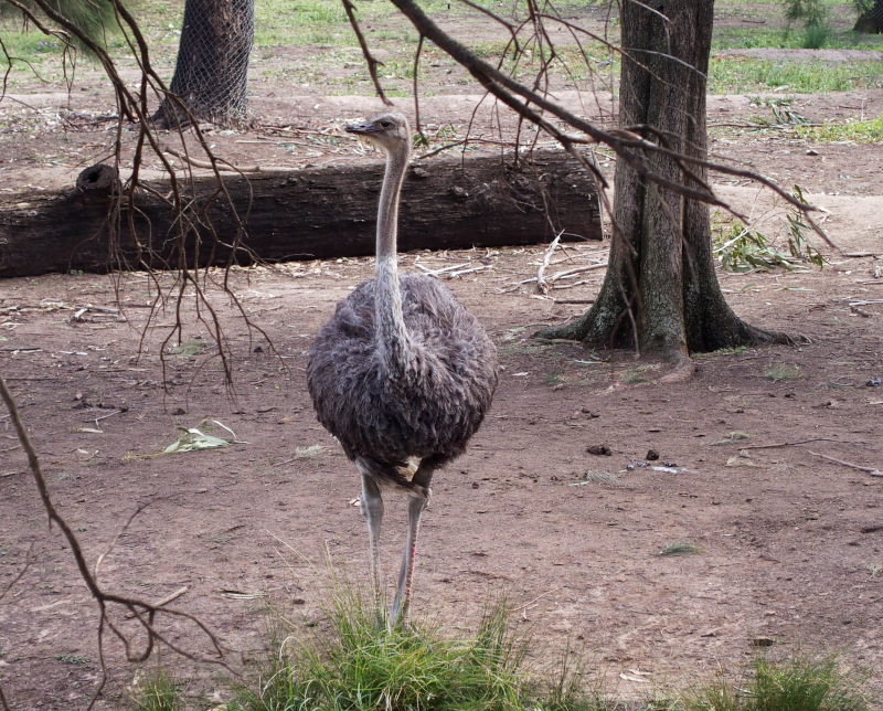 Emu