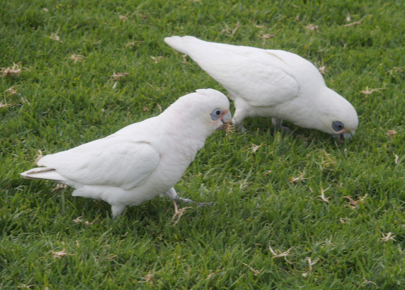 Little corellas, Sydney