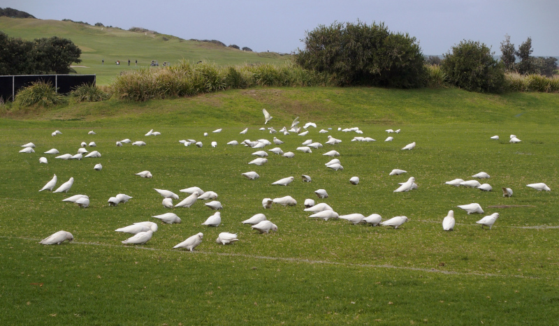112 Little corellas