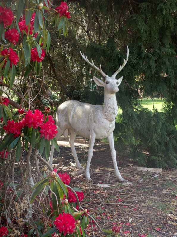 Not an Australian native animal