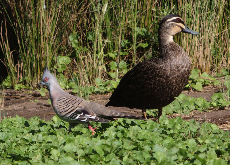Crossed birds