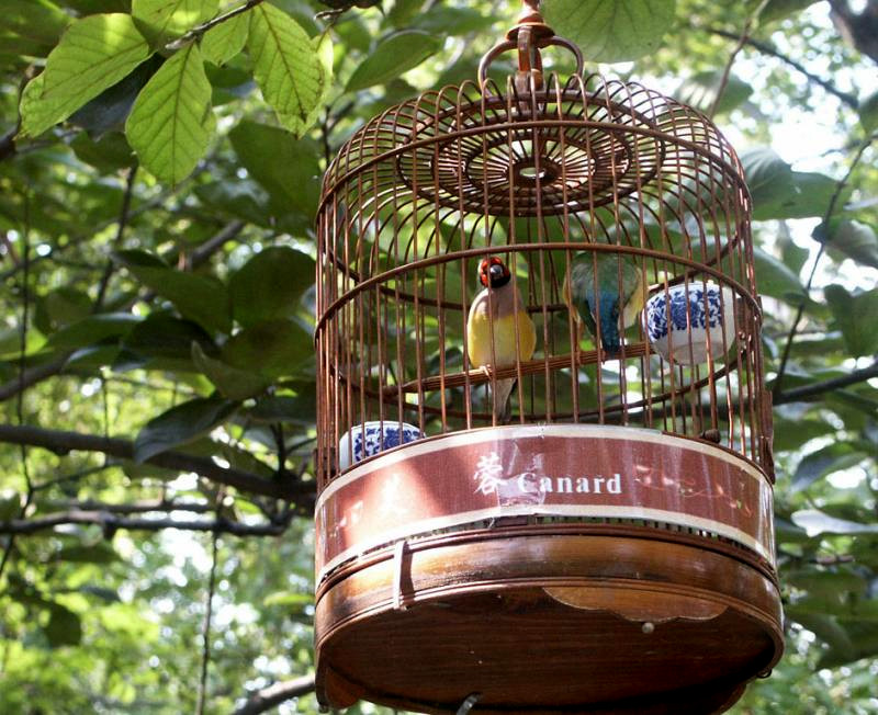 Australian birds in cage in Humble Administrators Garden