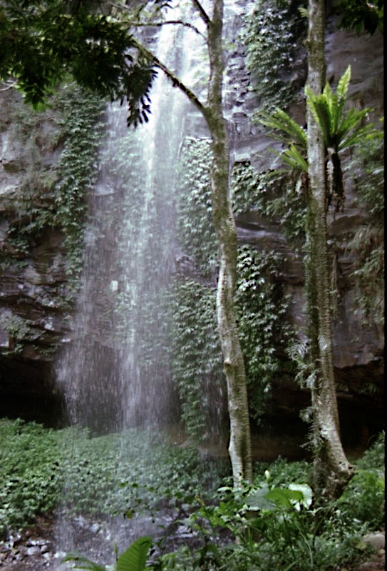 Falls 3,  Dorrigo National Park