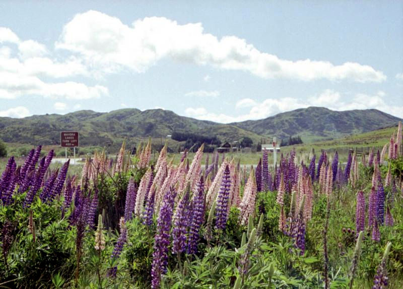 Lupins - 1