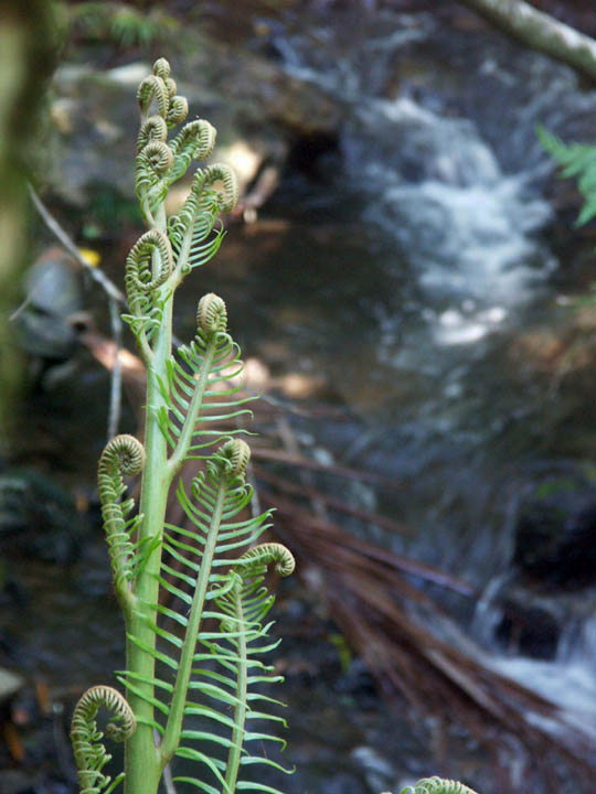 Fern beside running water
