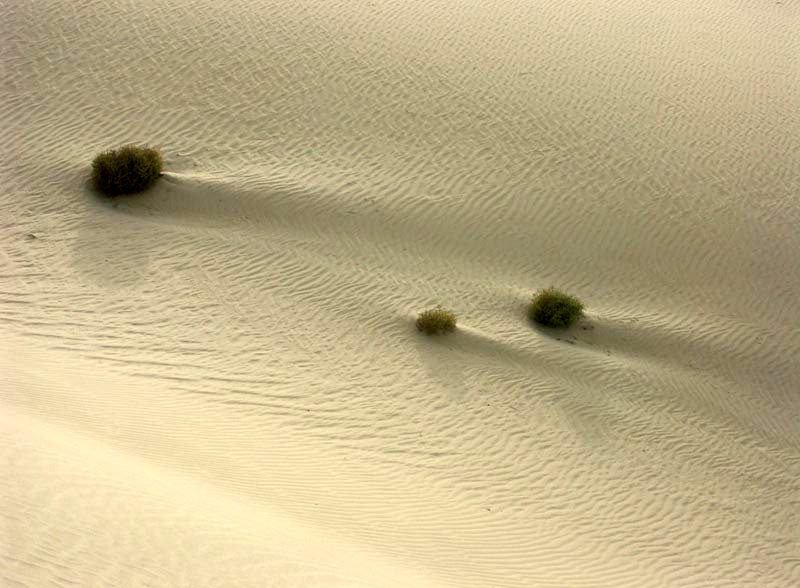 Three bushes make their own pattern in the sand