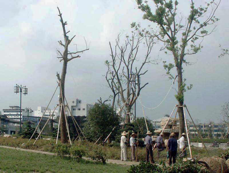 Trees are transplanted into city parks