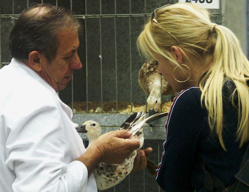 Judge explaining  duck to a blonde