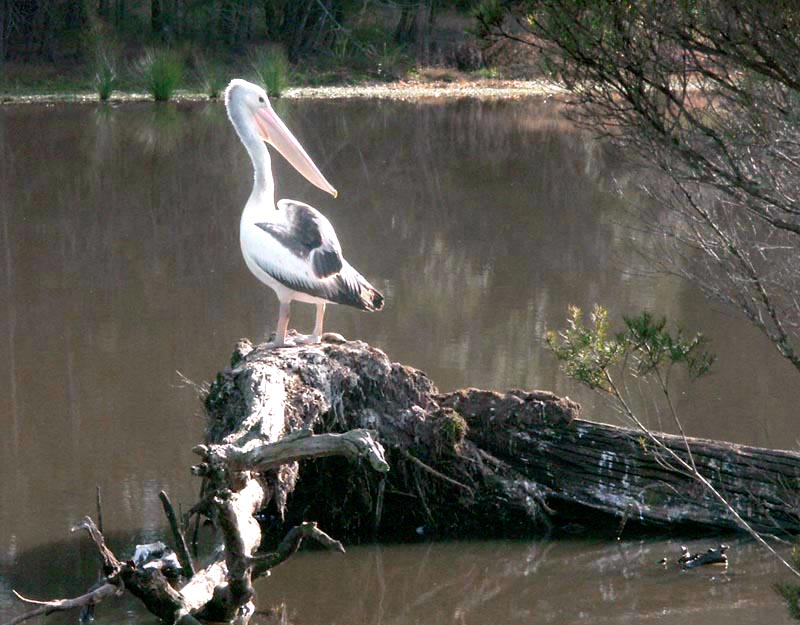 One pelican on watch