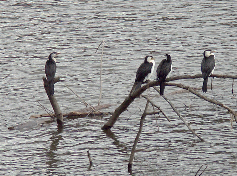 Little Pied Cormorants