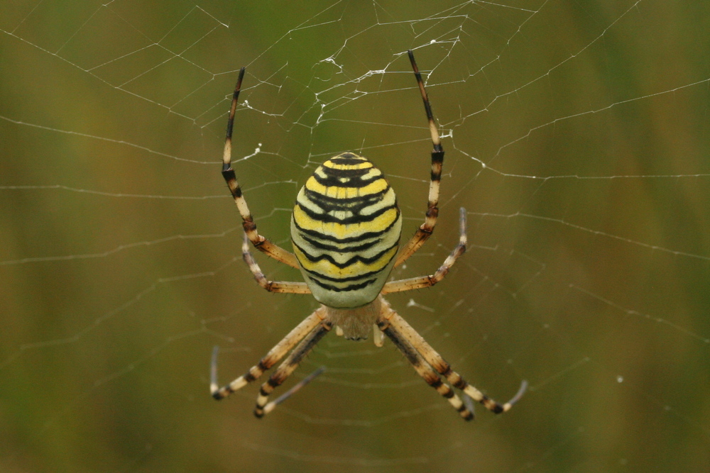 Argiope bruennichi <br>Wasp spider <br>Wespspin