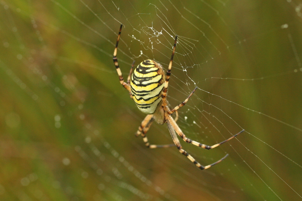 Argiope bruennichi <br>Wasp spider <br>Wespspin