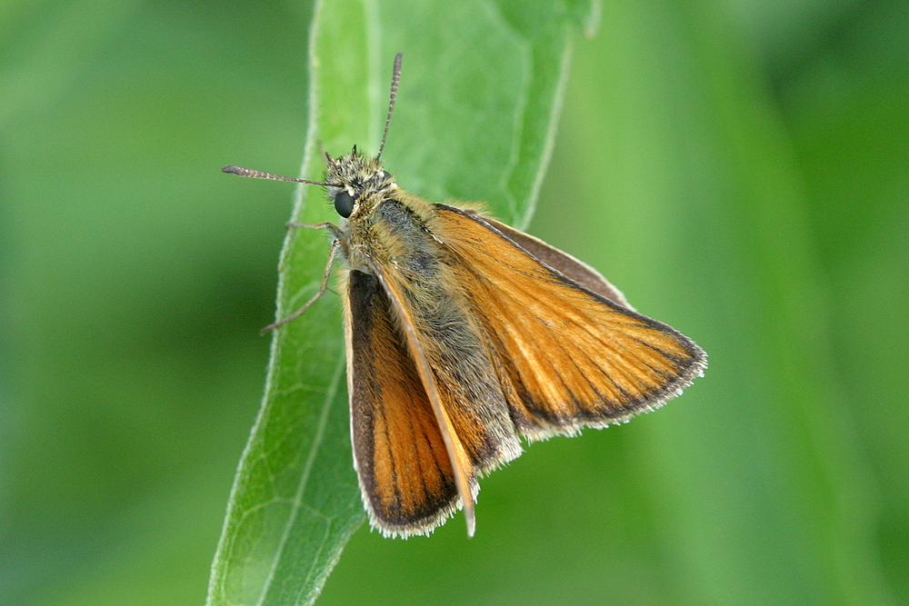 Thymelicus lineola <br>Essex skipper <br>Zwartsprietdikkopje