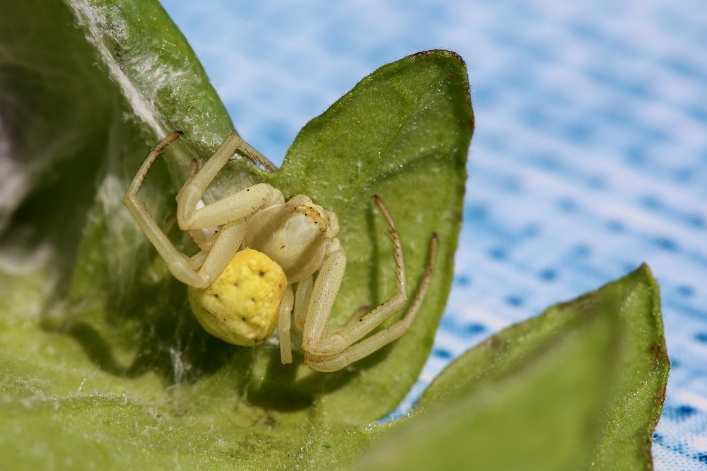 Misumena vatia <br>Goldenrod crab spider <br>Gewone kameleonspin