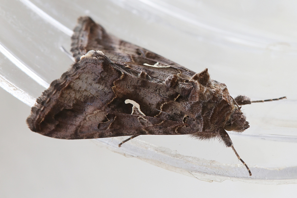 Autographa gamma <br>Silver Y <br>Gamma uil