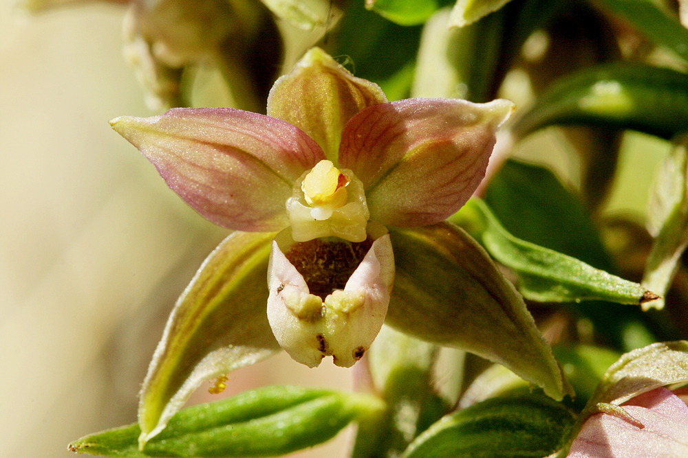 Epipactis helleborine <br>Broad-leaved helleborine <br>Brede wespenorchis