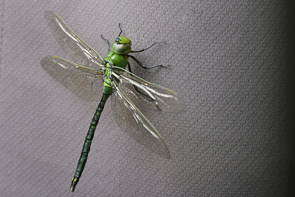 Anax imperator, Emperor dragonfly, Grote keizerlibel