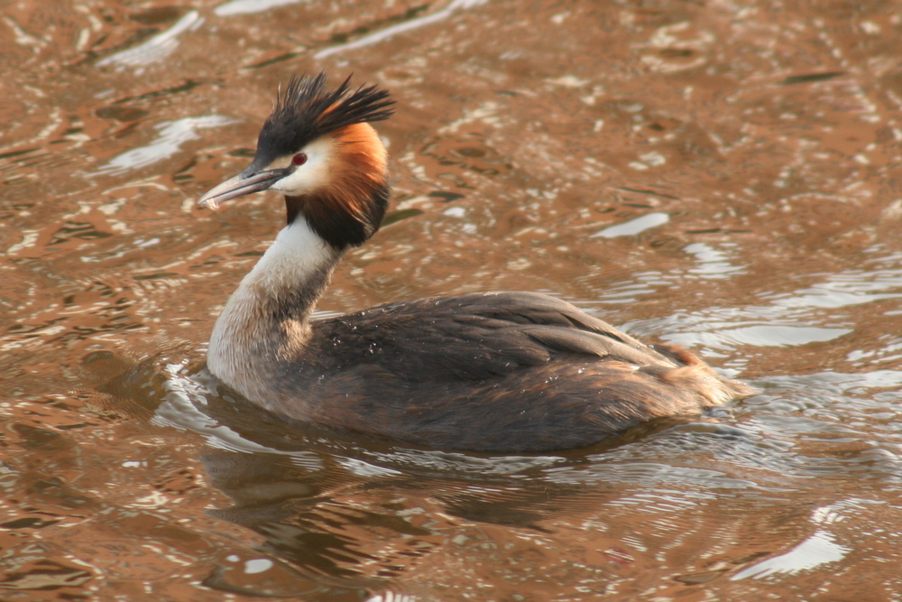 Podiceps Cristatus<br>Great crested grebe<br>Fuut