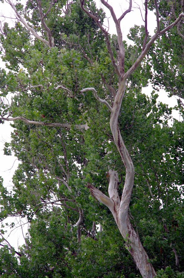 xenarP2139.JPG