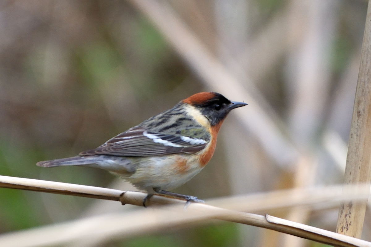 Paruline  poitrine baie