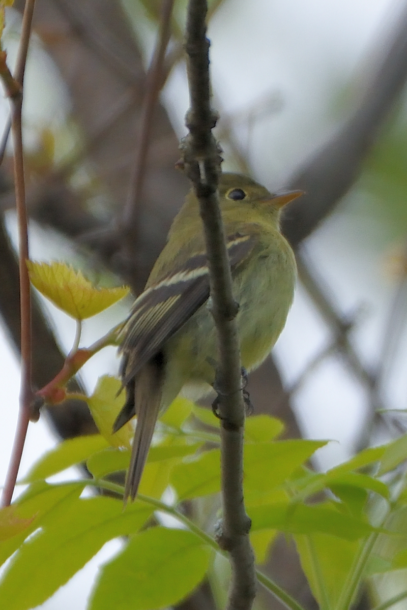 Moucherolle  ventre jaune