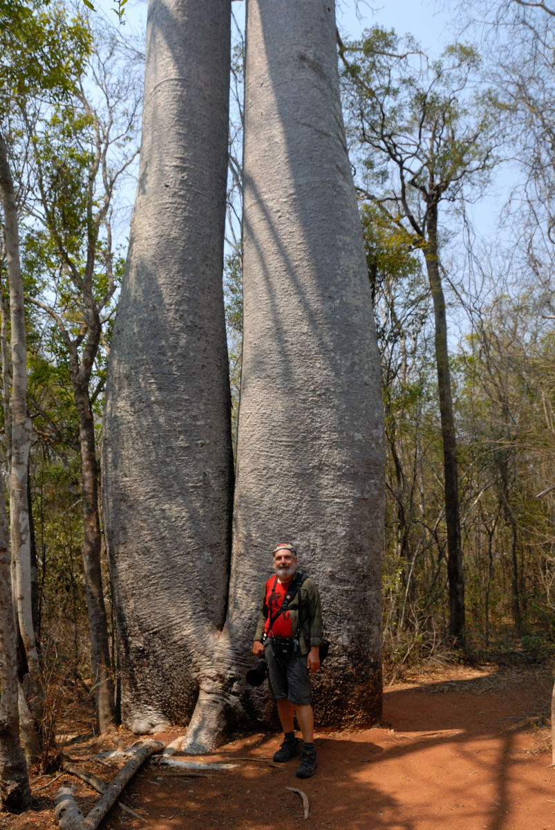 Je pose devant un Baobab Adansonia za