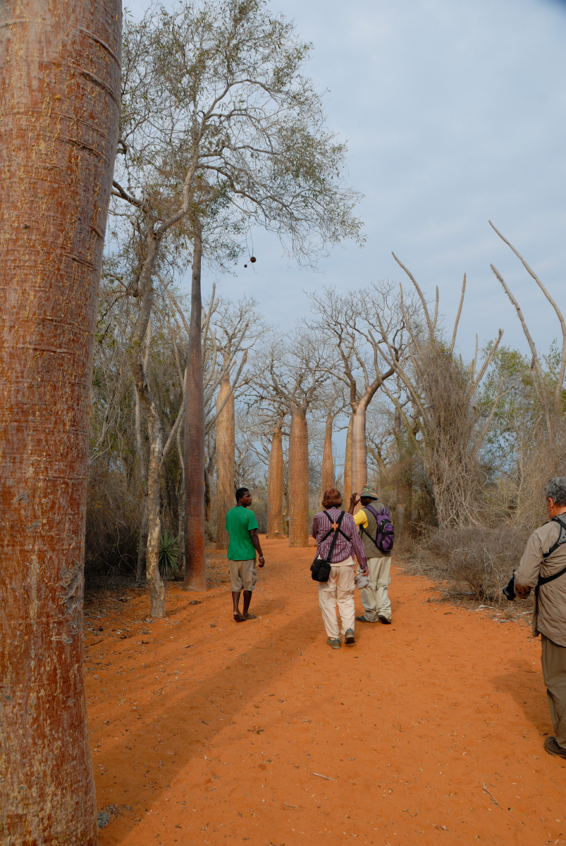 LAlle de Baobabs Africains