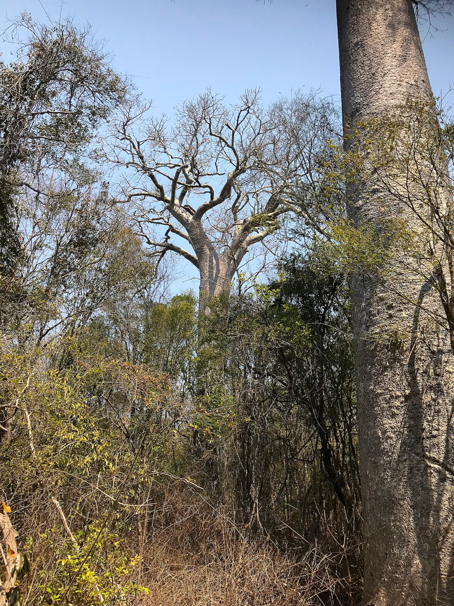 Nos premiers Baobab