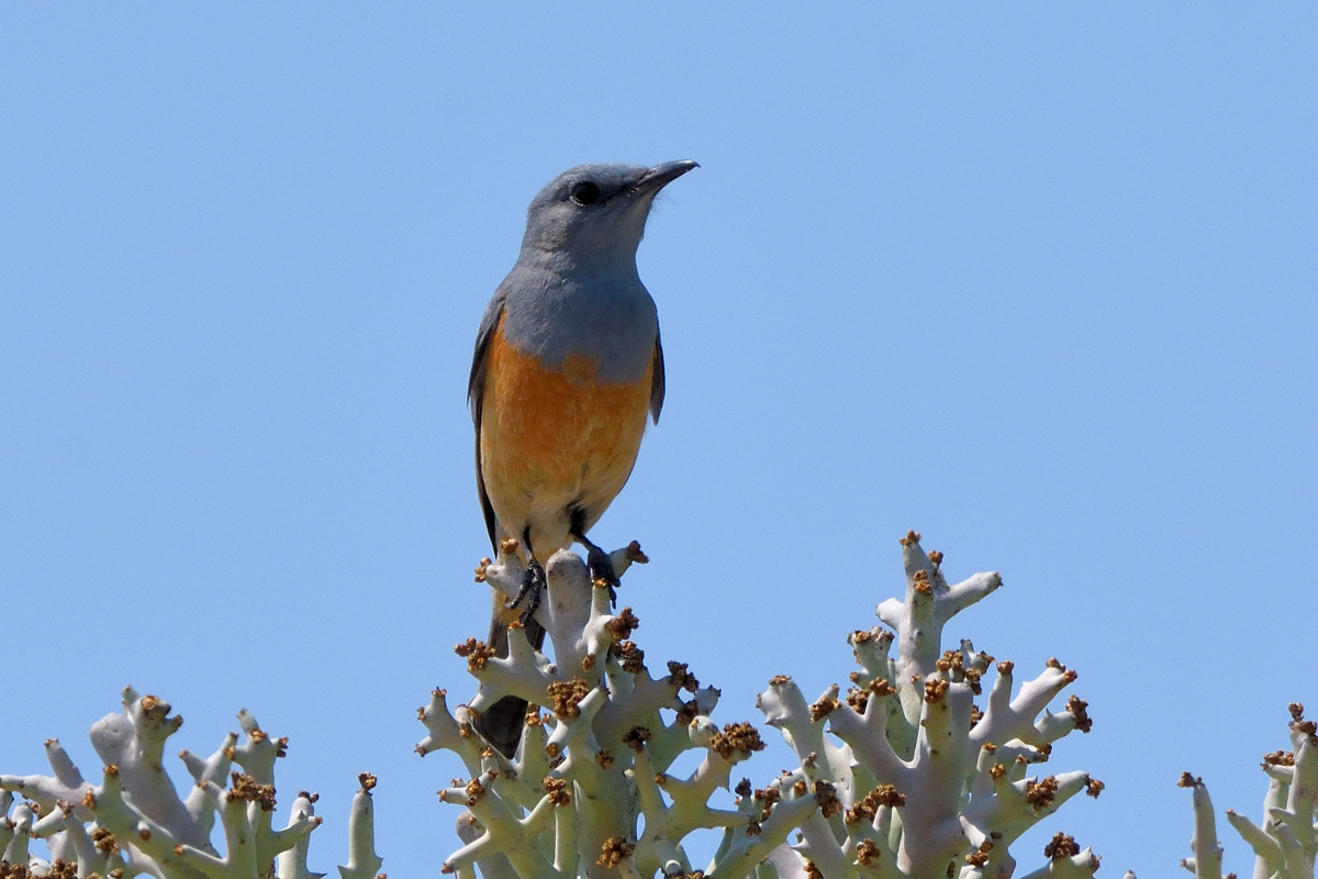 Monticole du littoral - Littoral Rock-Thrush