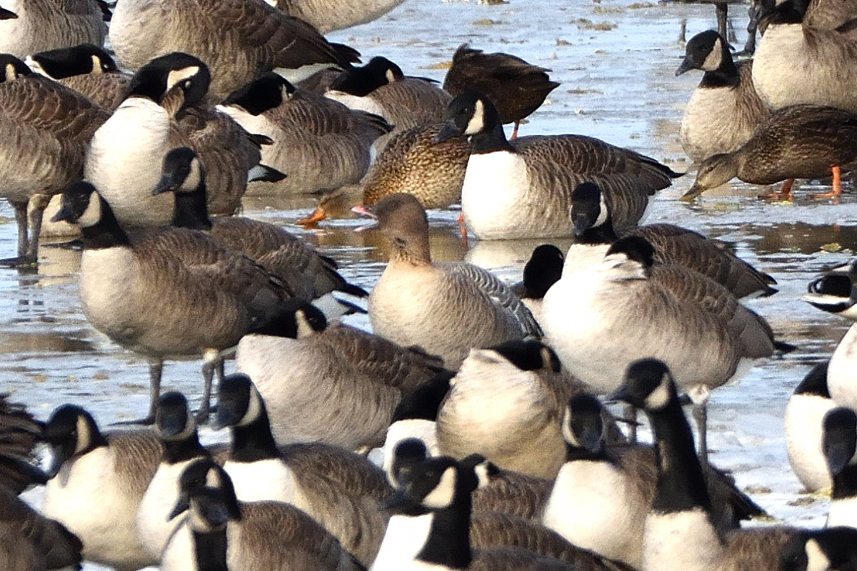 Oie  bec court parmi les Bernaches du Canada et Canards colvert