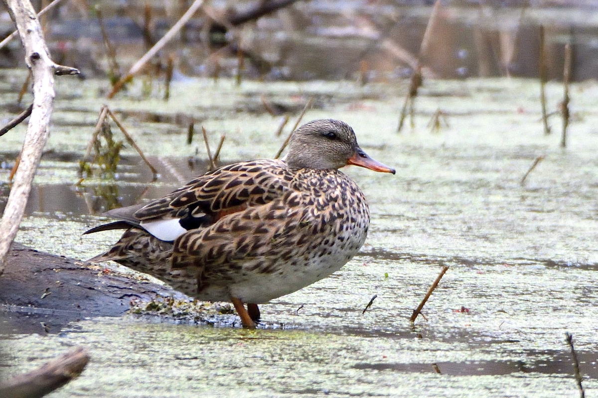 Canard chipeau
