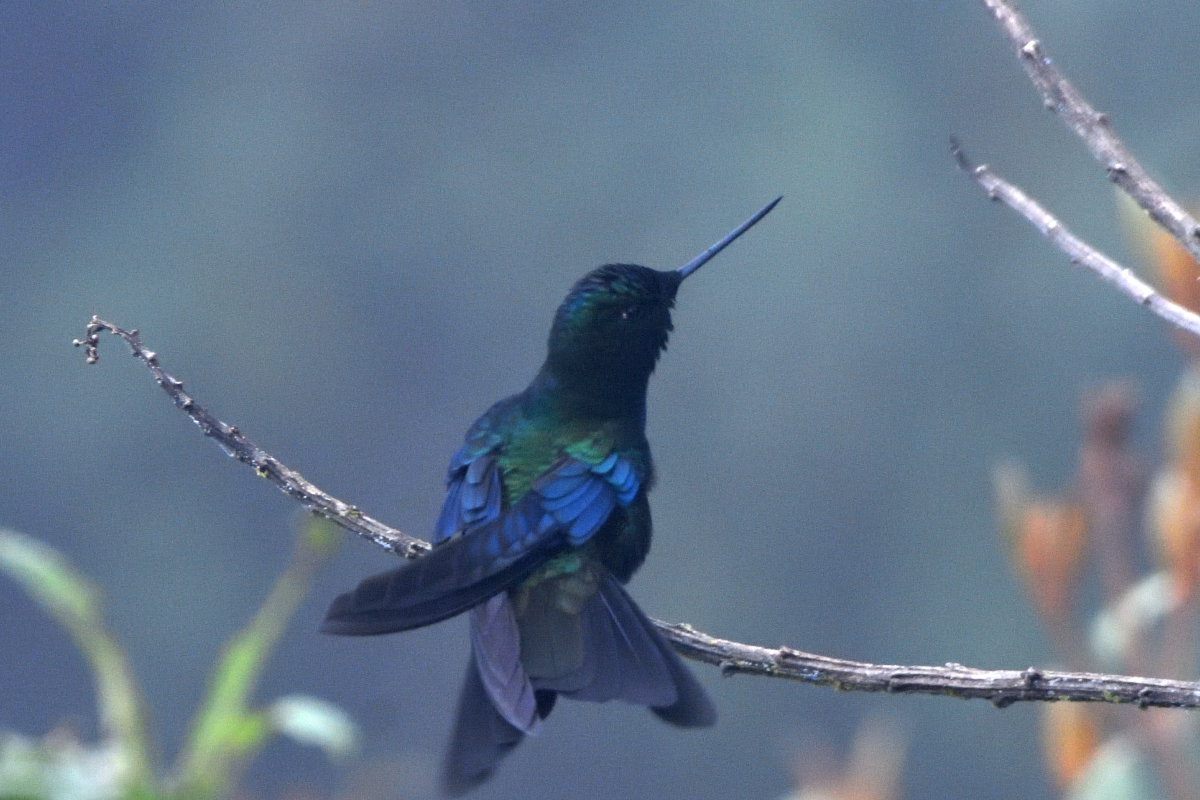 Colibri  ailes saphir