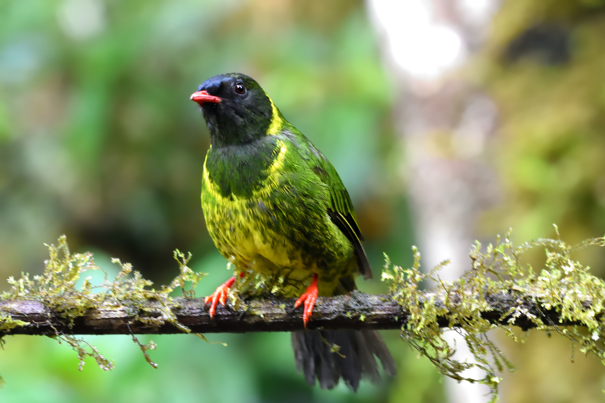 Cotinga vert et noir