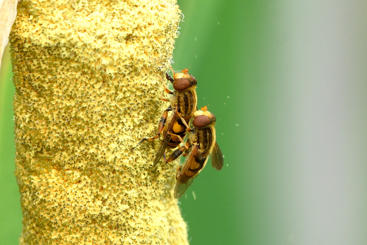 helophilina