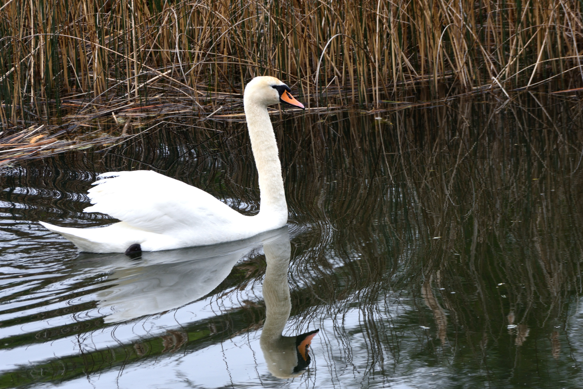 Cygne tubercul
