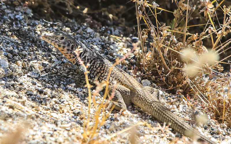 Lizard in the shade in Santa Rosa & San Jacinto Mtns NM