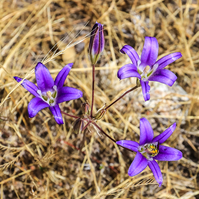 Harvest Brodiaea blooming in the Hetch Hetchy Valley of Yosemite NP