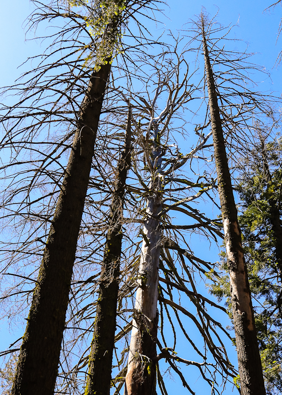 Barren trees in the Mariposa Grove in Yosemite National Park