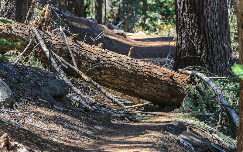 Taft Point Trail blocked by a fallen tree in Yosemite National Park