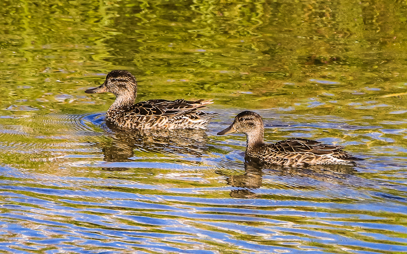 Ducks on the Snake River in Grand Teton National Park