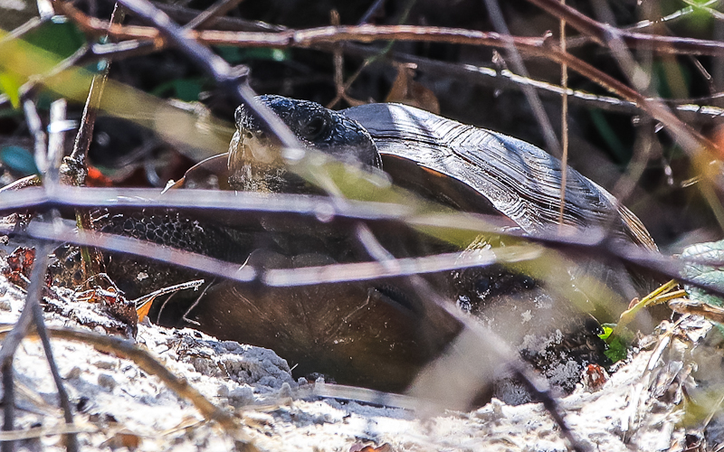 Gopher Tortoise at the opening to its dune burrow in Fort Matanzas National Monument
