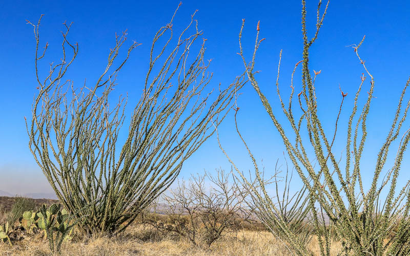 Towering ocotillo plants in Buenos Aires NWR